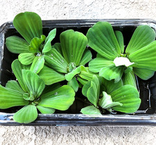 10  Water Lettuce Pond Plants LARGE  Live Plant Floating,NO FLORIDA,READ BELOW picture