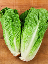 1250 Heirloom Giant Caesar Romaine Lettuce Seeds – Crisp & Sweet Classic Lettuce picture