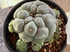 RareSucculent Thailand Large Tubers Plant 4.5” Dia. In 5” Pot. picture