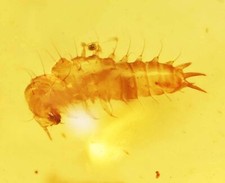 Detailed Hairy Beetle Larva, Fossil inclusion in Burmese Amber picture