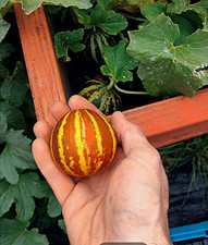 20 Rich Sweetness Melon Heirloom Seeds Grown In USA Originated In Soviet Union picture