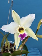 Laelia anceps 'Constellation' X ‘Marble Queen’ Orchid Eros SPIKING 9” Basket picture