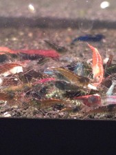 20+2 Skittle/Cull Neocaridina Shrimp picture