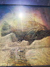 Vintage 3D hologrm Fish Fossil Specimen in Stone Slab Behind Glass Display Frame picture