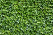10 Fresh cuttings of Boston Ivy, 6-8 inches long, no roots picture