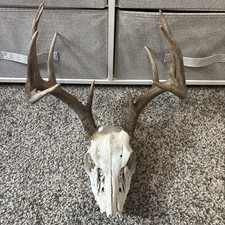 Ten Point Buck Real Deer Skull Decorative picture