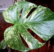 Rare XL Monstera Thai White Monster 24