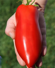 100 Heirloom Super Italian Paste Tomato Seeds - High Yields 6-10oz Indeterminate picture