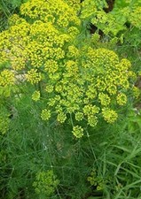 DILL SEEDS 500+ common HERBS garden Culinary PICKLING BUTTERFLIES  picture
