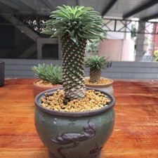 10-12CM Succulent Cactus Plant Euphorbia Bupleurifolia Cactaceae Beautiful Plant picture