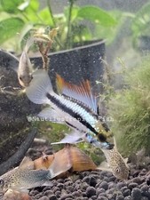 Beautiful Pair Apistogramma trifasciata - Three-Striped Dwarf Cichlid picture