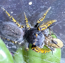 Male Mystaceus Jumping Spider picture
