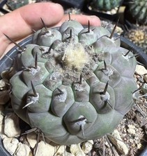 6.8cm RareSucculent Plant Copiapoa cinerea Rootless WYSIWYG Boutique Garden picture