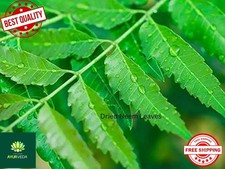 Freshly Picked Dried NEEM LEAVES Herbal Pure Organic Premium Quality Herb picture