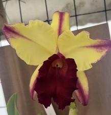 Blc. Dora Louise ‘Capen Lea’ - Mounted Cattleya Orchid picture