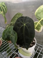 Anthurium Forgetii Dark Form From SEED Aroid picture