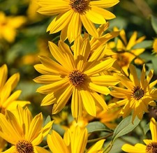 Sunflower MAXIMILIAN Perennial Flowers Butterflies Finches USA Non-GMO 500 Seeds picture