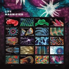 USPS PANE OF 20 FIRST CLASS LETTER STAMPS LIFE MAGNIFIED 82¢ picture