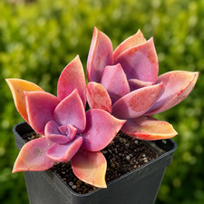Rare Pink Graptoveria Dusty Succulent Rooted Live Plant 2-inch 1-Head picture
