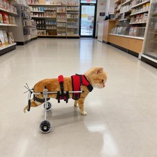 2-Wheel Adjustable Cat Wheelchair Lightweight For Back Legs Disabled Injured Pet picture