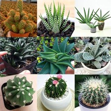 Rare Succulent Plants | Live House Plants for Home Office and Garden Decor picture