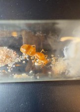Navajo Honeypot Queen with Larvae (Myrmecocystus navajo) FEEDER ONLY picture