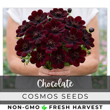 Cosmos Seeds 100+ Seeds - Chocolate - Flower Seeds, Annual Seeds, Bulk picture