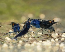 10+1 Orange Eye Blue Demon, Neocaridina Shrimp, Marbled Grade, USA Bred picture