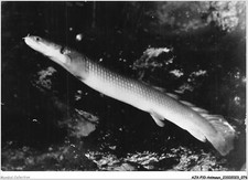 AJXP10-1012 - Animals - POLYPTERUS picture