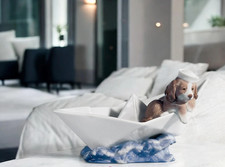 lladro cute Dog in a little toy boat - just in time for summer picture
