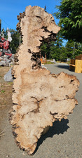Live Edge Ink Line Spalt Maple Wood Burl Slab picture