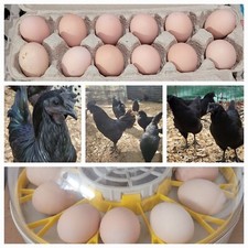 Ayam Cemani Chicken Eggs Very rare Pure breed Organic For hatching Egg  picture