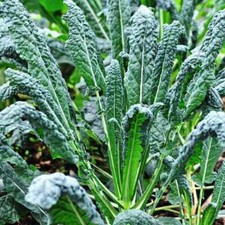 Lacinato Kale Seeds | Tuscan Italian / Dinosaur Kale | Heirloom |  1097 picture