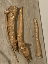 Fresh Poke Root Phytolacca Americana 8 OZ picture