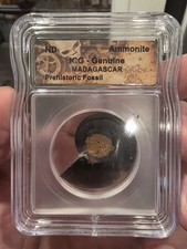 Ammonite ICG Genuine MADAGASCAR Prehistoric Fossil picture