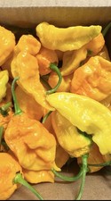 60 freshly Picked yellow ghost pepper (Yellow Bhut Jolokia) Mix Organic picture
