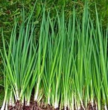 ONION, TOKYO LONG WHITE, HEIRLOOM, 100+ SEEDS, GREAT IN SALADS, NON GMO picture