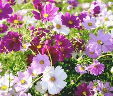 COSMOS SENSATION MIX Cosmos Bipinnatus - 25,000 Bulk Seeds picture