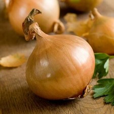 1000 Texas Early Grano Onion Seed - Heirloom Non-GMO Onion Seeds - FAST Growing picture