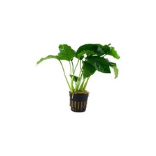 Anubias Barteri Live Aquarium Plants BUY 2 GET 1 FREE picture