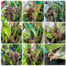 Rooted Dragon Fruit Starter Plants 12 inch plus Many varieties available picture