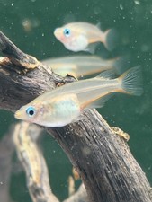 8 Pack Blue Eyed Daisy Medaka Rice Fish Hobbyist Bred/High-Quality￼ picture