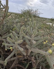Carefully removed Choya Limb 6