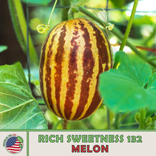 20 Rich Sweetness 132 Melon Seeds, Heirloom, Non-GMO, Genuine USA picture