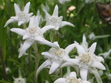 500 Leontopodium alpinum Seeds - Edelweiss Seeds picture