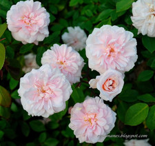 15 Cecile Brunner Antique Rose 15 Premium Plant Cuttings To Start Bushes picture