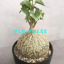 1PCS Cactus Plants Gerrardanthus macrorhizus Beautiful Garden 6-7cm picture