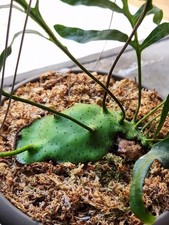 RARE Lecanopteris Mirabilis Ant Fern SPORE GROWN picture