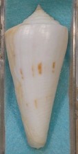 Conus Sieboldii 63mm Honshu,Japan 50 ft. picture