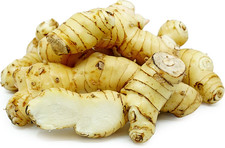 Fresh Galangal Root 1 lb Thai Ginger Herb Cooking Plant Rhizome Ships Fresh picture